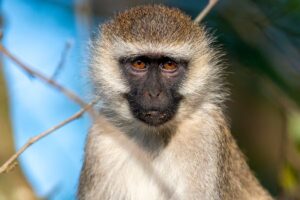 A Vervet Monkey is seen in trees in Uganda(Image: Adam Gerrard / Daily Mirror)