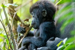 A gorilla pictured playing at Bwindi National Park(Image: Adam Gerrard / Daily Mirror)