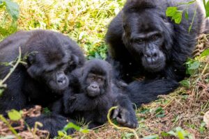 Since 1970, the population sizes of global wildlife have plummeted by nearly 70%(Image: Adam Gerrard / Daily Mirror)
