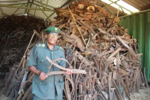 Ugandan Wildlife Authority’s Chief Park Warden of Murchison Falls Edison Nuwamanya, standing by snares villagers use to capture wild animals for bush meat [File: Jack Dutton/ Al Jazeera]