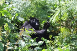 A gorilla trapped in a snare in Bwindi forest, Uganda [File: Jack Dutton/Al Jazeera]