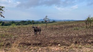 Gabon is one of a few nations on the planet that absorbs more carbon than it emits