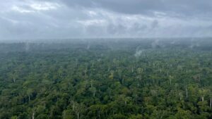 Nearly 90% of Gabon's landmass is covered in trees