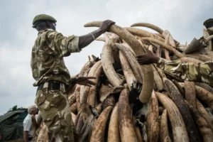 A KWS ranger stacks one of the ivory pyres. (Mia Collis/KWS)