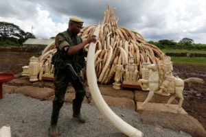 A Kenya Wildlife Service (KWS) ranger stacks elephant tusks, part of an estimated 105 tonnes of confiscated ivory which was set ablaze, onto a pyre at Nairobi National Park near Nairobi, Kenya. [Thomas Mukoya/Reuters]