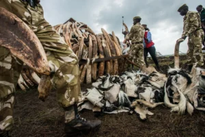 Confiscated colobus monkey Skins are added to the pyres. Mia Collis/KWS