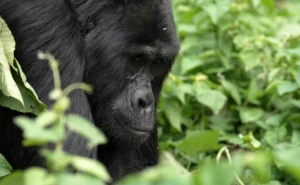 Mountain gorillas need more habitat for their population to grow