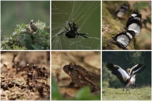The Bwindi Impenetrable Forest provides habitat for thousands of species