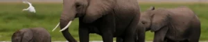 The war on elephants, by Alastair Leithead, BBC News