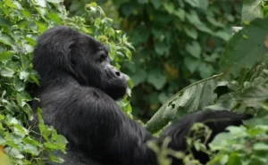 Tourists are willing to pay a high premium for the chance to encounter a mountain gorilla