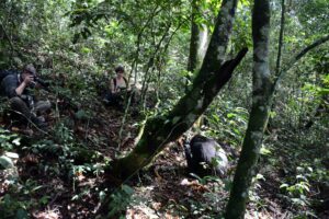 Uganda: The Secret in the Eyes of Gorillas in the Impenetrable Forest