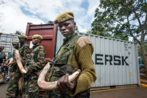 Unloaded from the back of a pick up, the ivory is catalogued and put into containers. (Mia Collis/KWS)